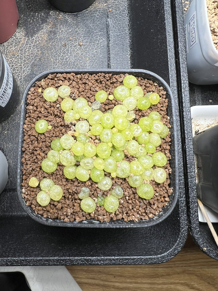 conocono (@Hiro_SUDO) / Posts / X