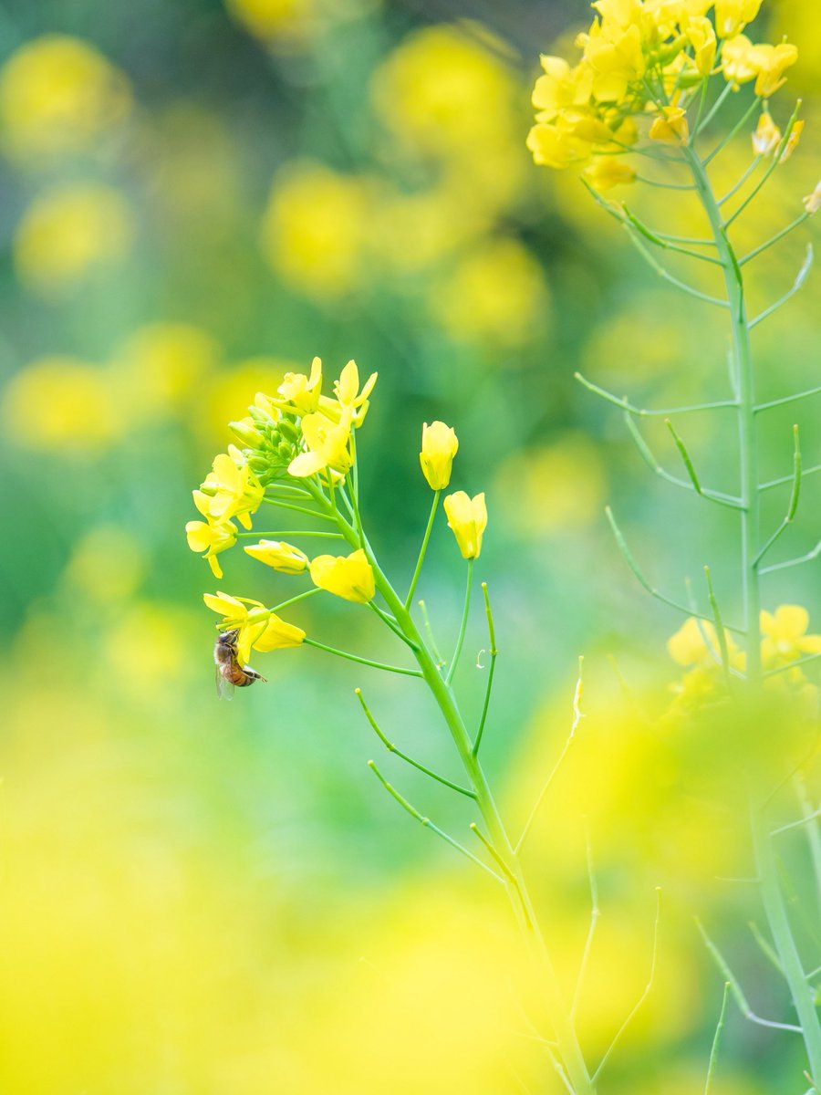 874_Photo's tweet photo. #菜の花 #写真好きな人と繋がりたい #OMSYSTEM #zuiko12100 https://t.co/aKGQkVy1dC