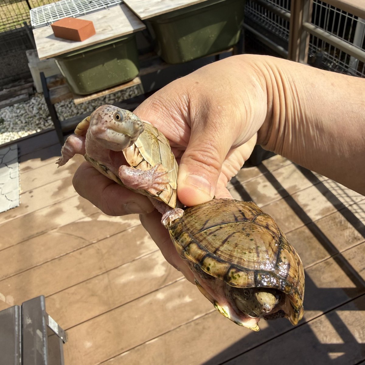 外の亀達、あまりにも水が汚いし減っていたので、安否確認も兼ねて水