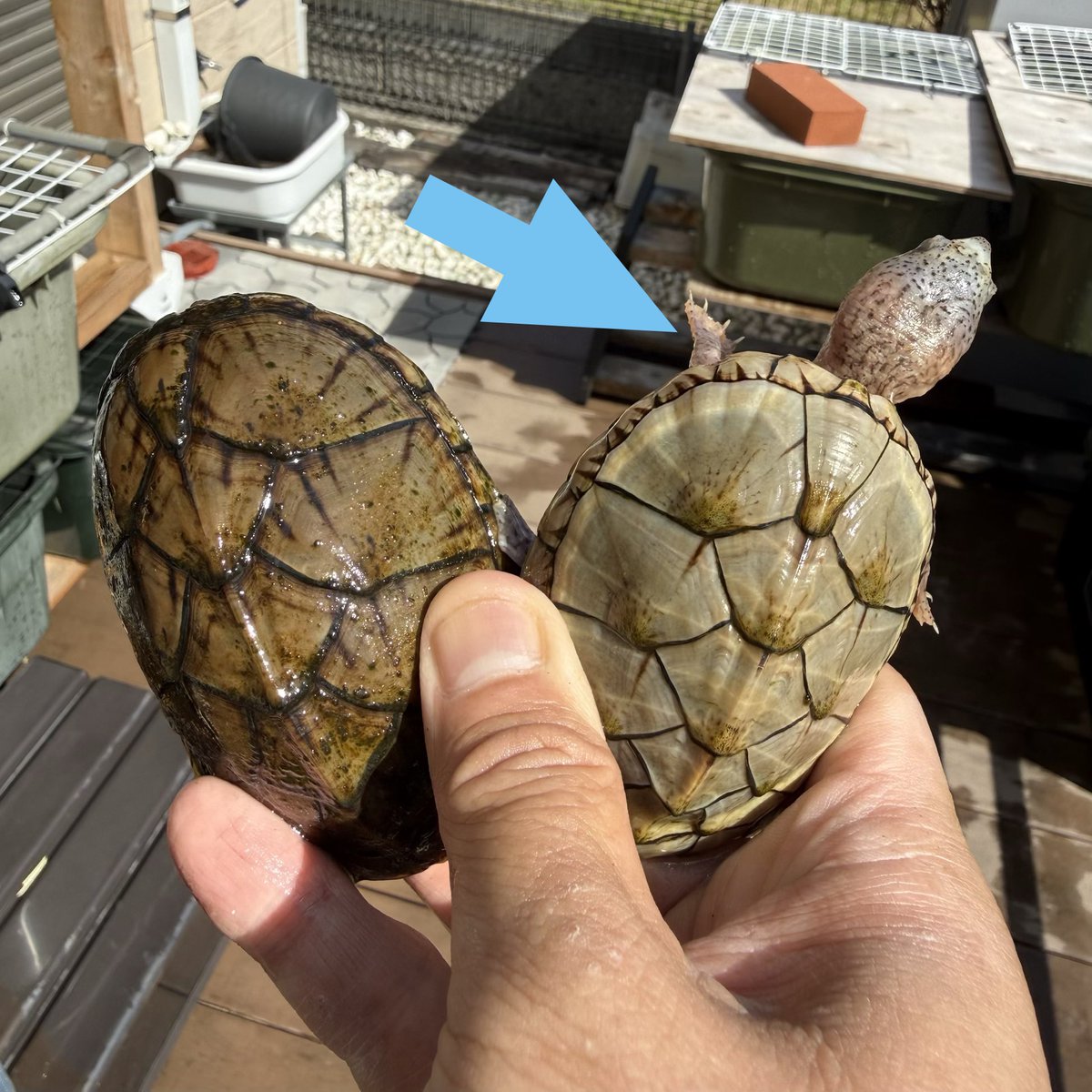 外の亀達、あまりにも水が汚いし減っていたので、安否確認も兼ねて水