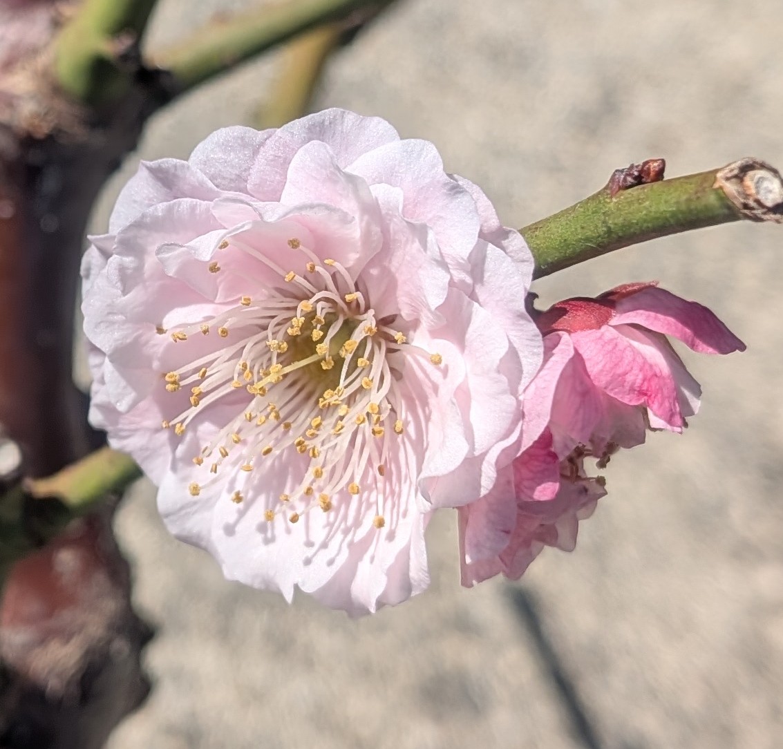 鉢〇 tweet media