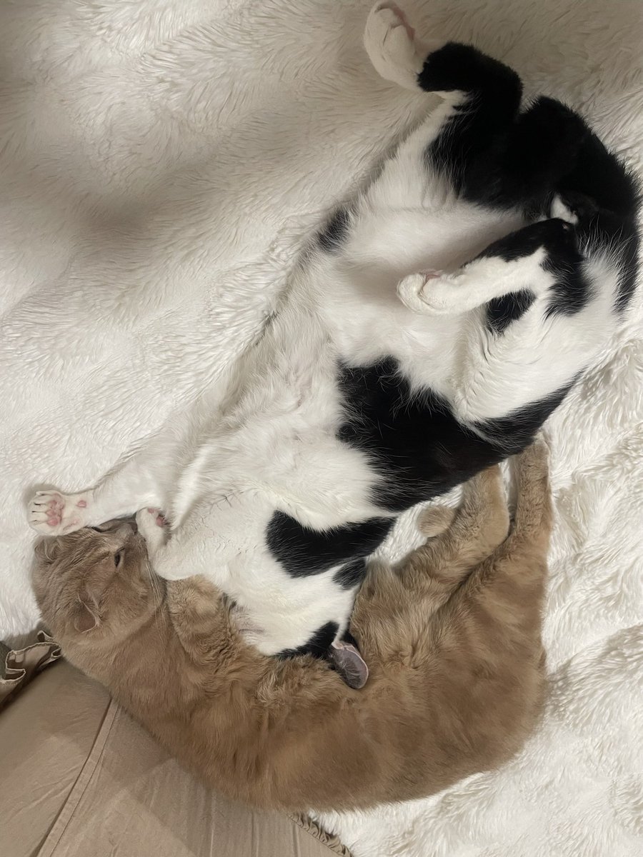 0711suzu's tweet photo. 春が近ずいて来ました。
3月1日  今月も楽しませて頂きます。
まーくん  せーくん  りんくん  
春もお眠なさんにゃんです https://t.co/3jIkQP0042