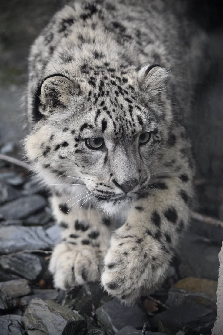 🔑CoffeeClods❄️ tweet media