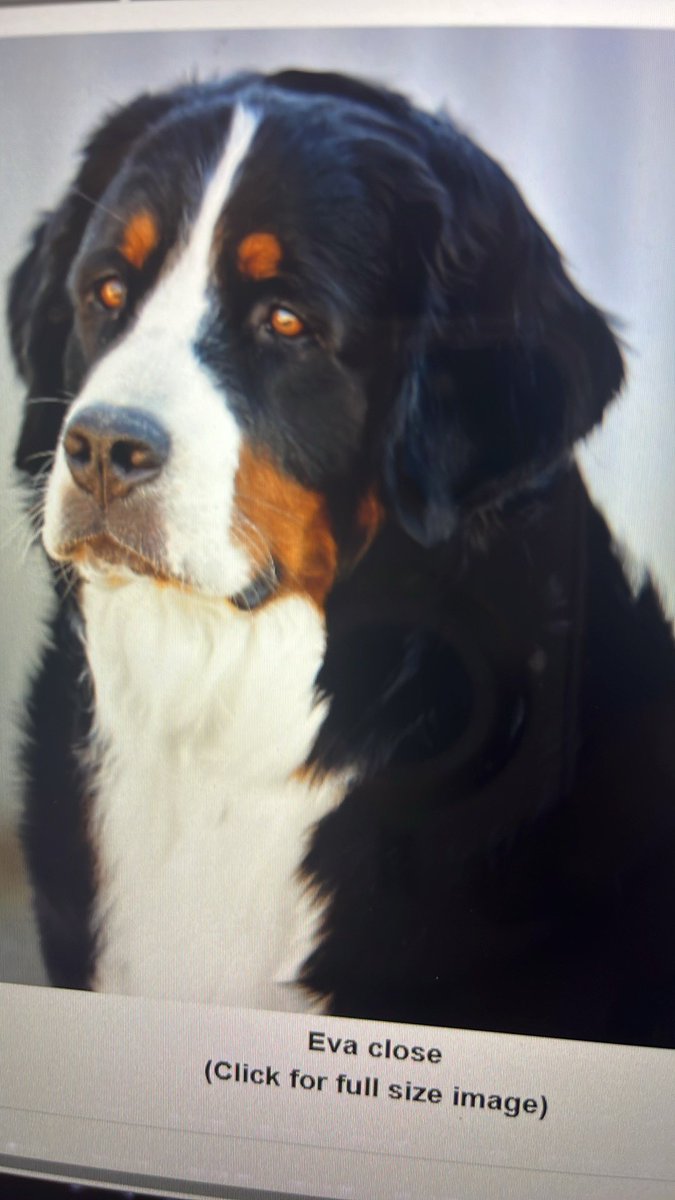 CindyThePuppyMom tweet media