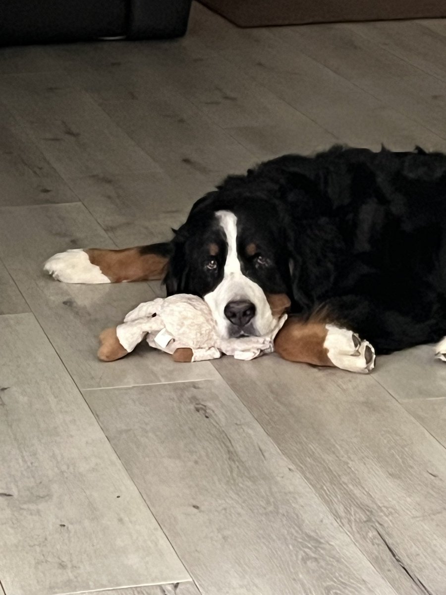 CindyThePuppyMom tweet media