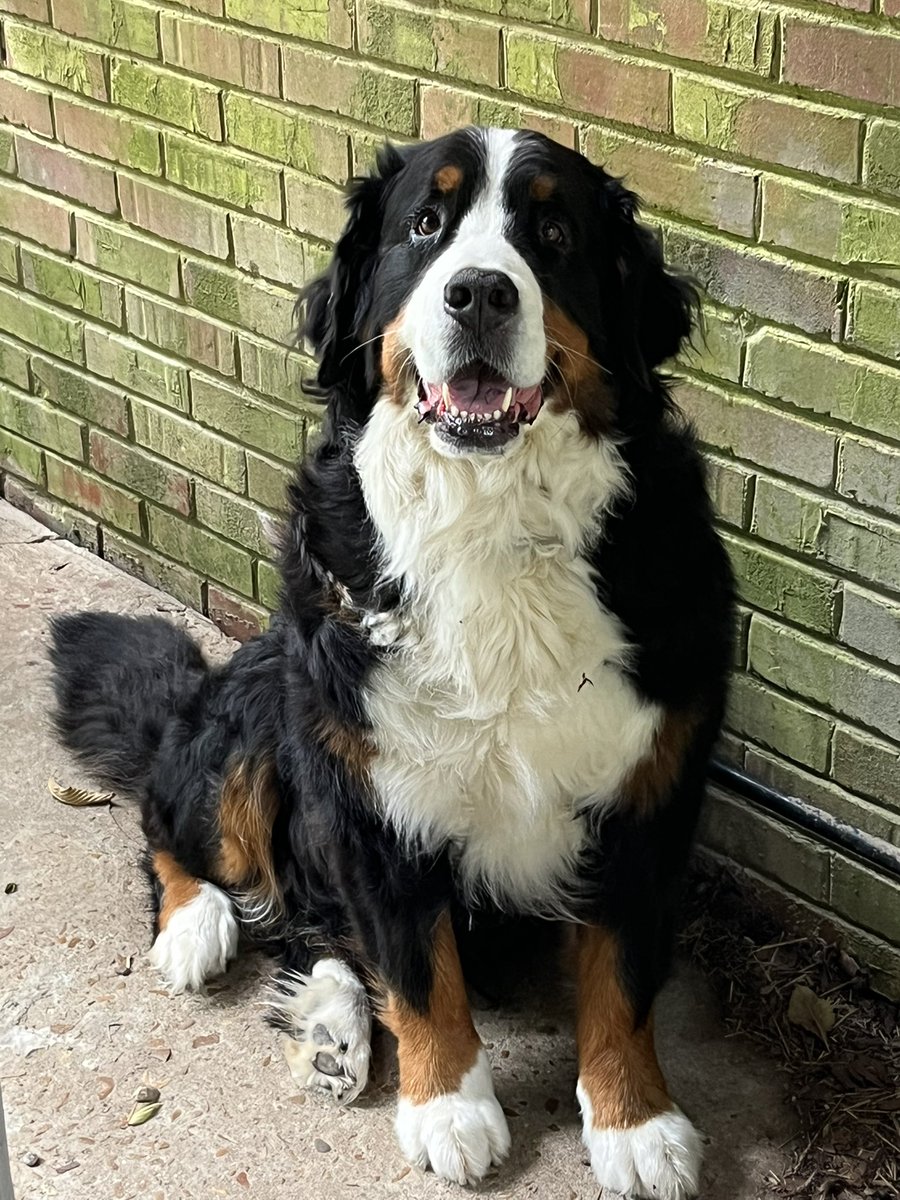 CindyThePuppyMom tweet media