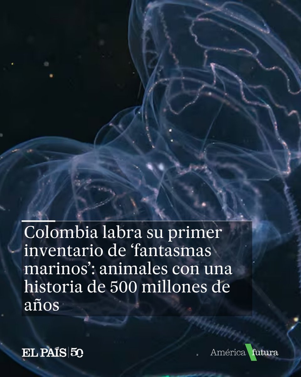 el_paisus's tweet photo. Los ctenóforos pelágicos son un tipo de plancton gelatinoso que se deja llevar por las columnas de agua. El país registra 15; 6 de ellas por primera vez

🔗 https://t.co/9nN69xUNpD https://t.co/yBj8radZZG