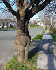 violetmgzwrites's tweet photo. Ok, last #unhingedpit . Did I mention my #WIP adult paranormal romance is about a 35 yr old dryad actress &amp; a hot as sin 29 yr old human dancer by day, vampire hunter by night that happens to really like plants? 

#A #R #paranormalromance #author #unhinged https://t.co/7kgs3poqZQ