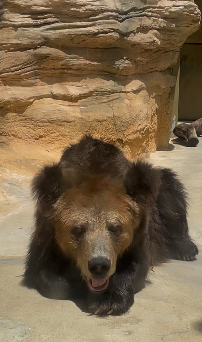 <a href="/kobeojizoo/">神戸市立王子動物園（公式）</a> マーさん
ありがとうございました😭
愛くるしい姿を見に、また会いに行きたかったです。でもずっと忘れないよ