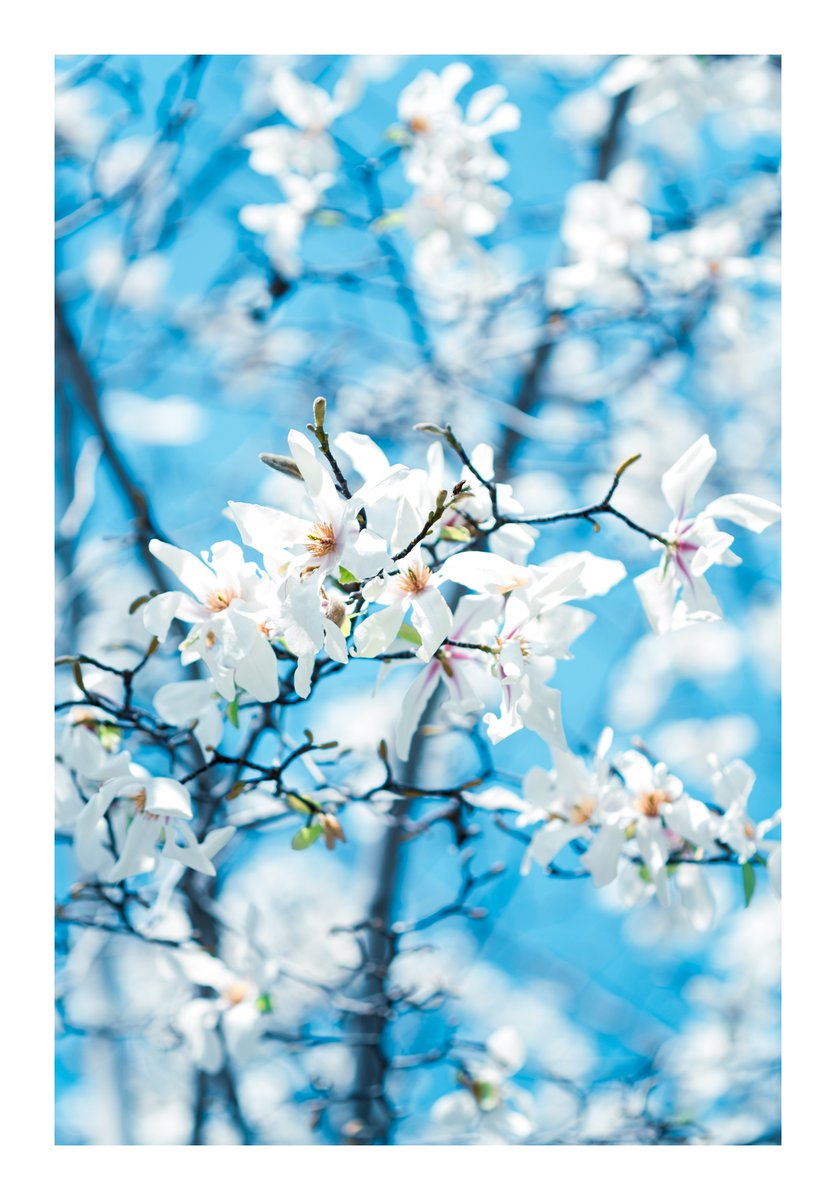 Spring Biru spring blue