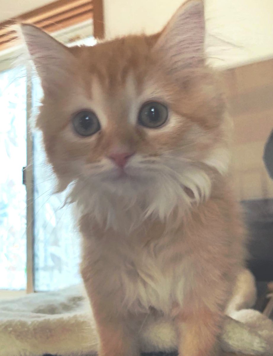 ネコランド (@NEKOLAND13) / Posts / X