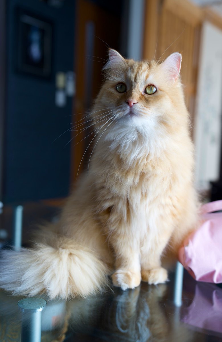 ネコランド (@NEKOLAND13) / Posts / X