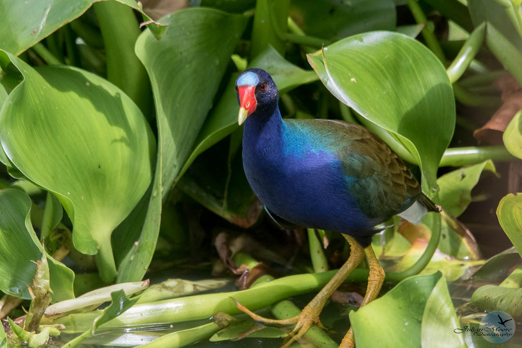 euthusiastic's tweet photo. I’m chasing 100 Bajan birds &amp; 300 world birds—all from publicly accessible spaces. February brought lifers, yearbirds, plenty of adventure. Follow the journey here:🔗 https://t.co/EP71vd0Xzr
#Birding #CaribbeanBirds #BarbadosBirding #BirdsSeenIn2026 @BirdsCaribbean @Team_eBird https://t.co/F5AE6JZGRv