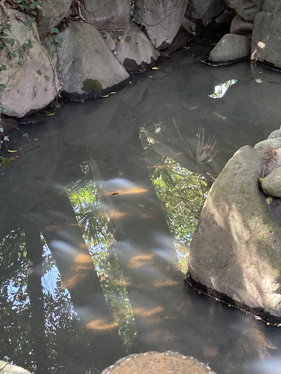 47番札所　八坂寺
46番札所　浄瑠璃寺

参拝に行きました🙏🌈
逝ってしまった子達をお護り下さい
今、生きている子達をお護り下さい
