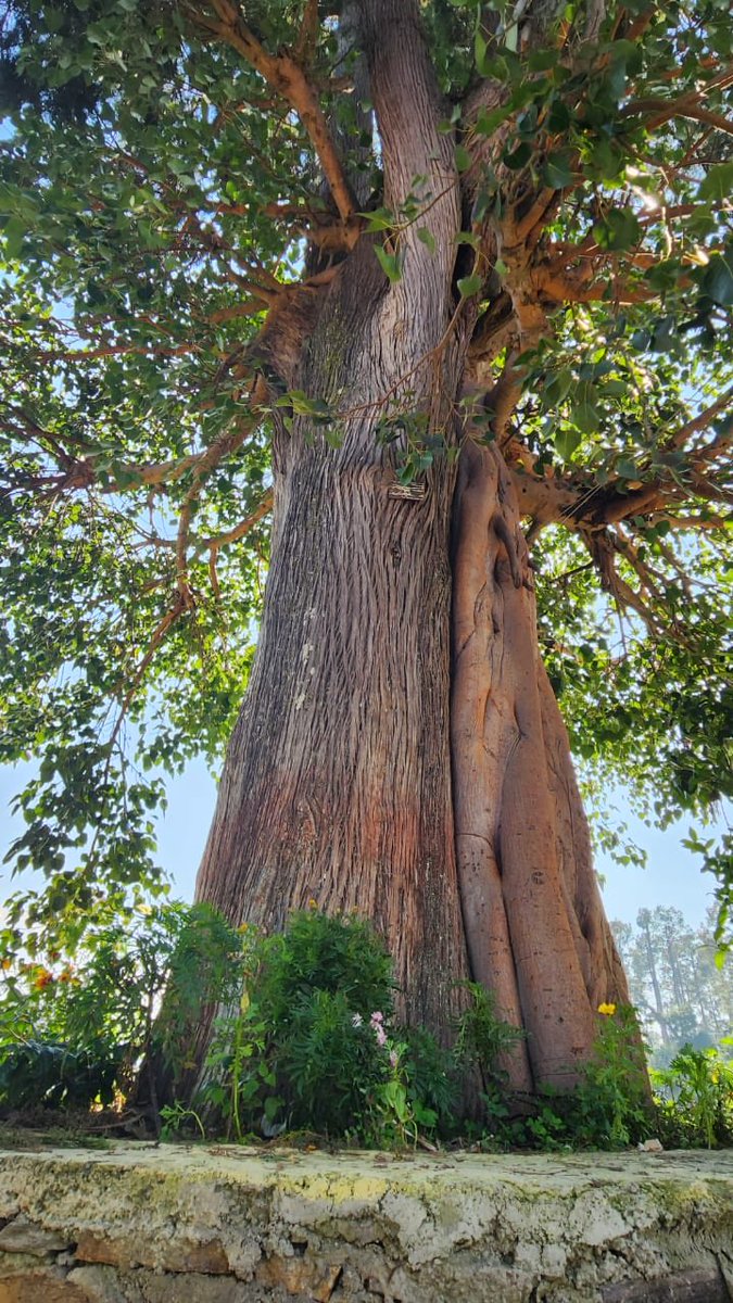 pargaien's tweet photo. Co-existence 

साथ-साथ :सबका विकास 

#SundayVibes 
#theme_india_pic_trees https://t.co/iCDfwYccWR