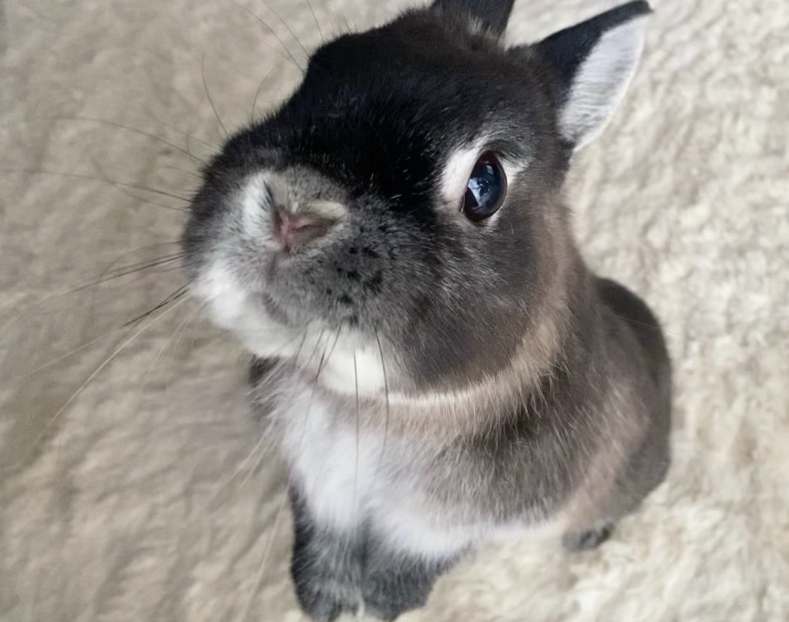 うさぎのふうりん tweet media