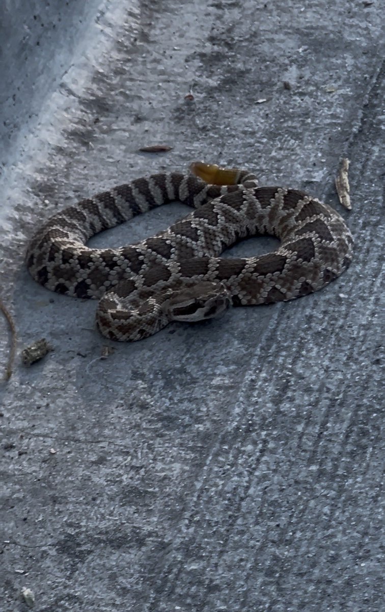 AlexJahNee's tweet photo. Hunt continues tmrw… Also encountered a Nope Rope Danger Noodle today- which led to seeing the Blue v Fire rivalry IRL. Blue called Fire to handle the noodle- Fire kindly said, PSA dont call us for rattlesnakes. I said, wasn’t me… It really wasn’t. #PokemonGO #GOTOUR2026 https://t.co/tbxRpyDJb2