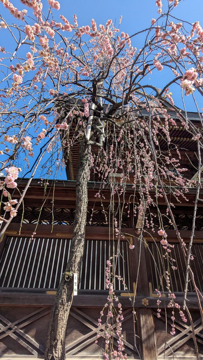 maoymaomao's tweet photo. お花見してきたぞい！たのしかったね歌仙さん https://t.co/NscctFojdi