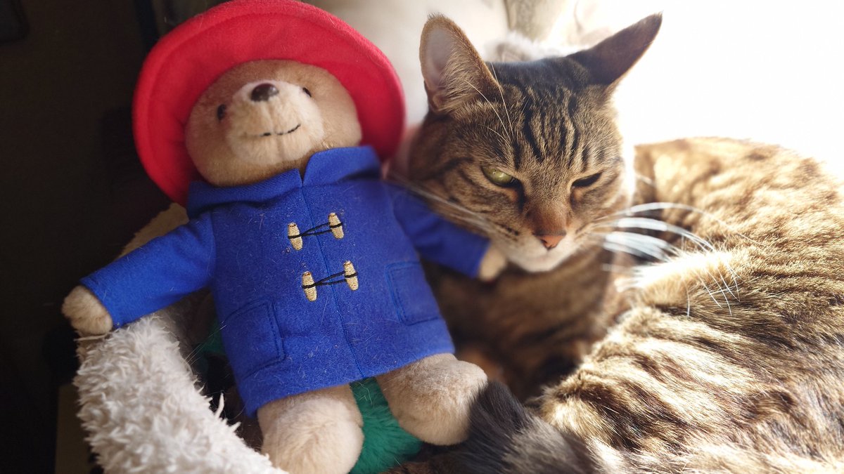 パディントンとねこ #猫のいる暮らし #保護猫