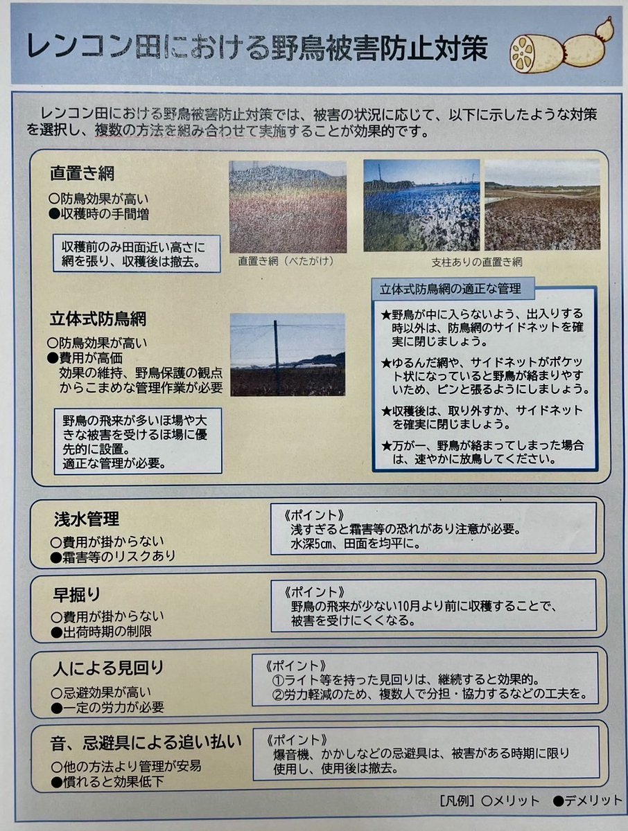 茨城レンコン畑で被害に遭う野鳥をなくす会 tweet media