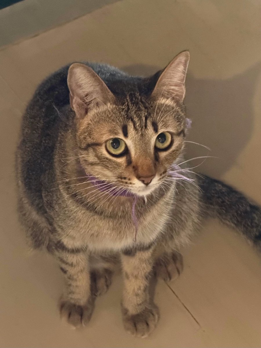 Soya 🐱 Soju 💛 Somi 🤎 tweet media