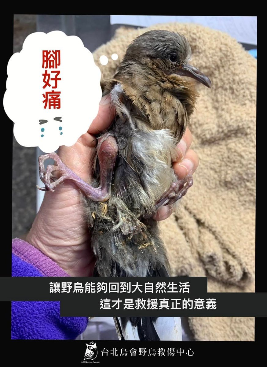 蟒龜Krieg tweet media