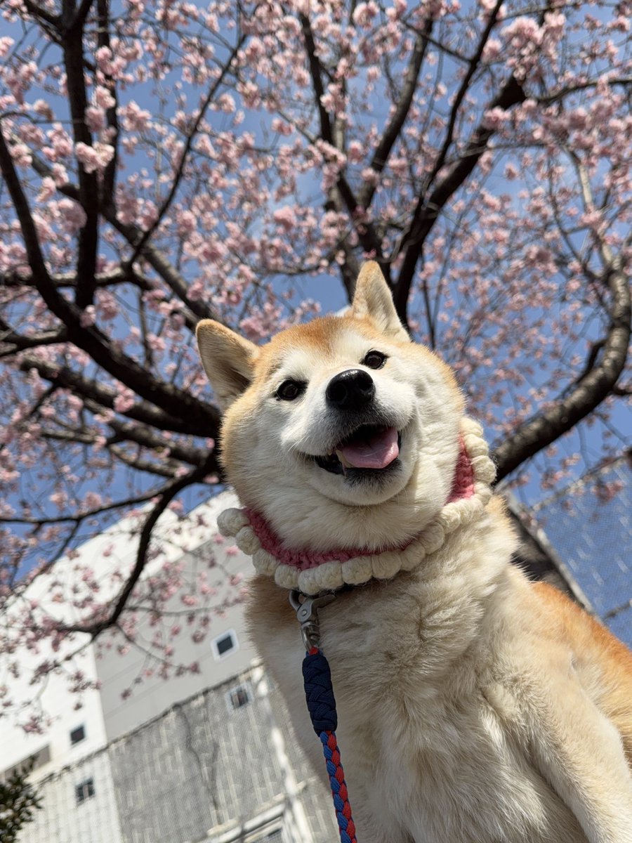 柴犬ハナ (@87shiba87) / Posts / X