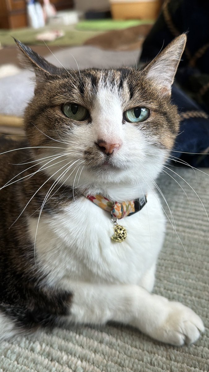 たけし先生(シニア猫チビチビの飼い主) tweet media