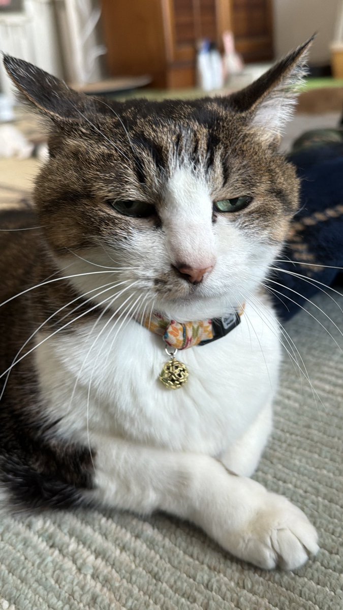 たけし先生(シニア猫チビチビの飼い主) tweet media