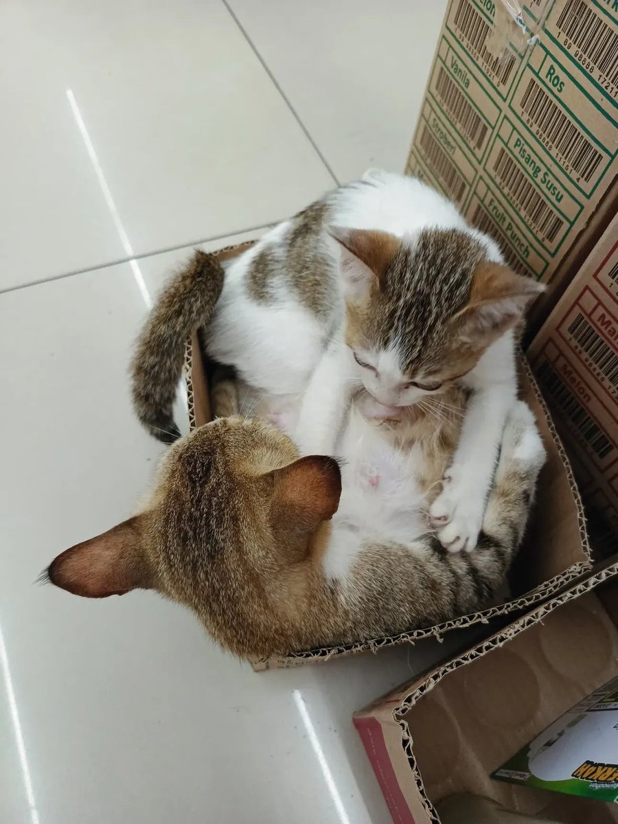 sosmedkeras's tweet photo. Lucu https://t.co/ltBxVrHBsG