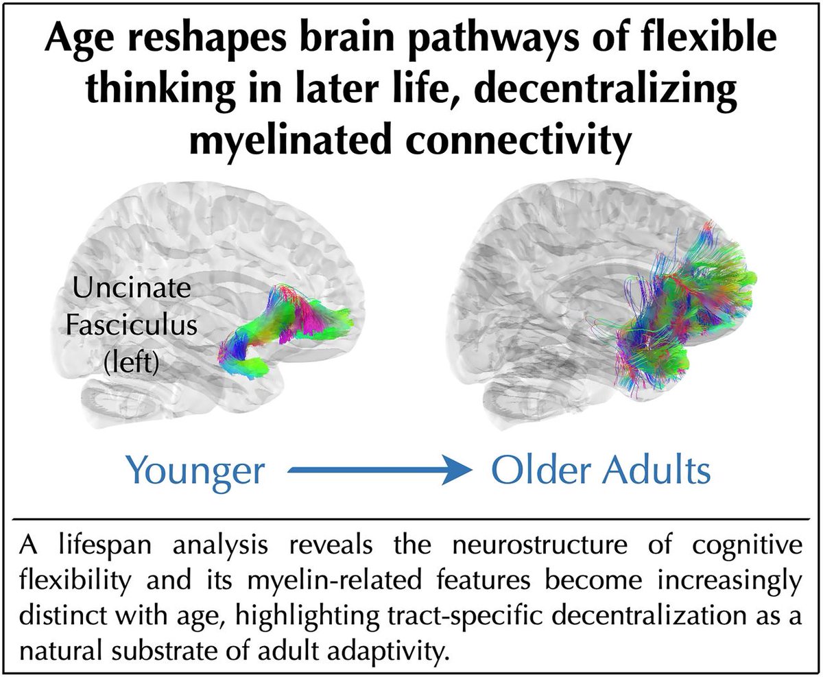 SfNJournals's tweet photo. #eNeuro | Population-Level Age Effects on the White Matter Structure Subserving Cognitive Flexibility in the Human Brain
https://t.co/elXS26GJcO https://t.co/E4pAUZIFrg