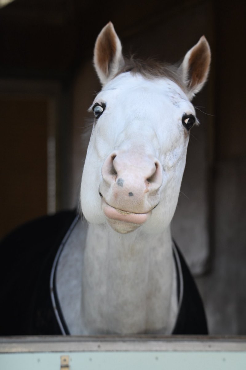 しぐま (@melomelosigma) / Posts / X