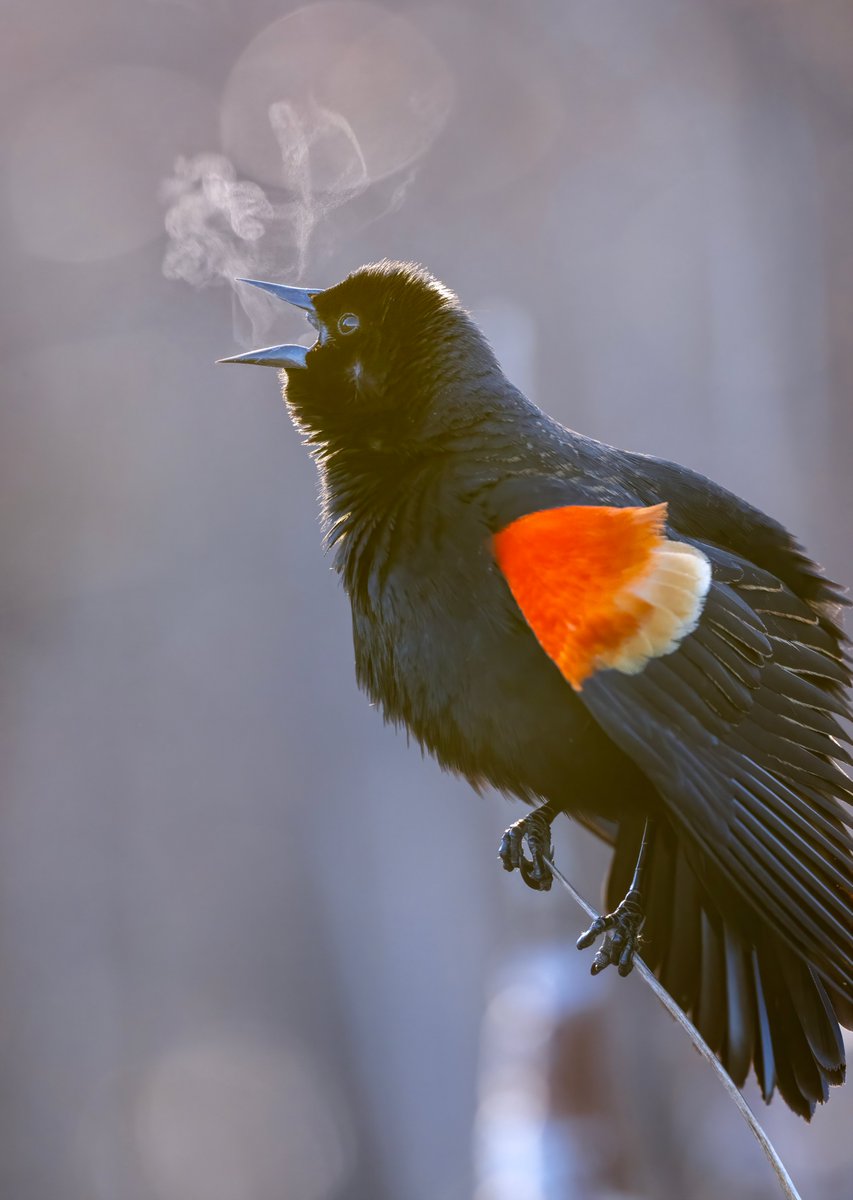 Jocelyn Anderson Photography tweet media