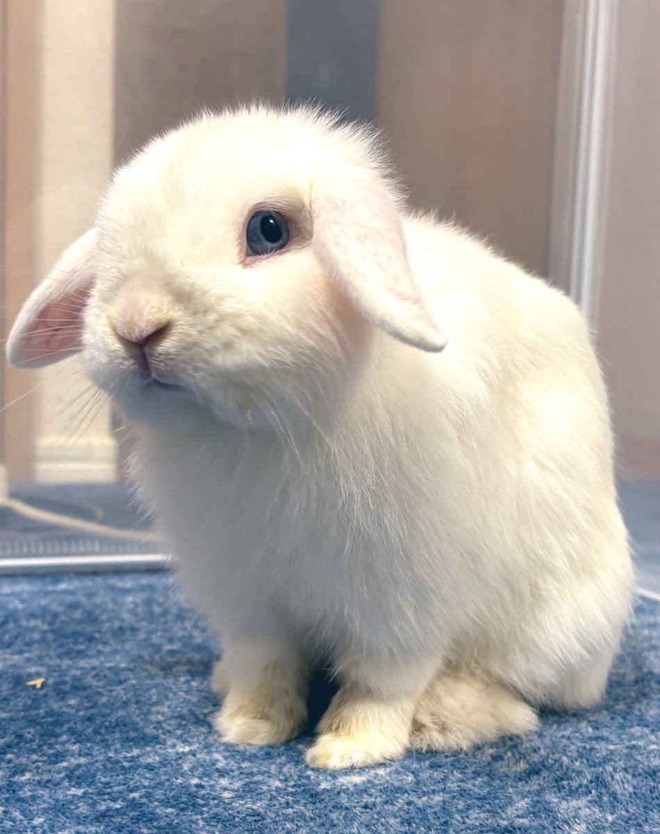 🐰さんがつもよろしくおねがいします♡