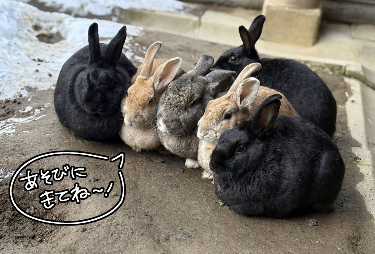 3月3日は”ミミ”で「ウサギの日」🐰✨ ということで、少し早いですが