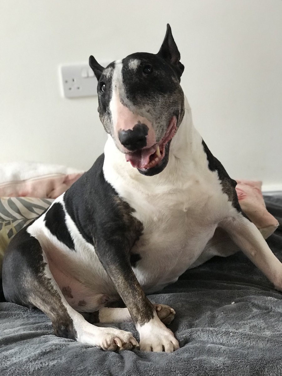 sheilaMol tweet media