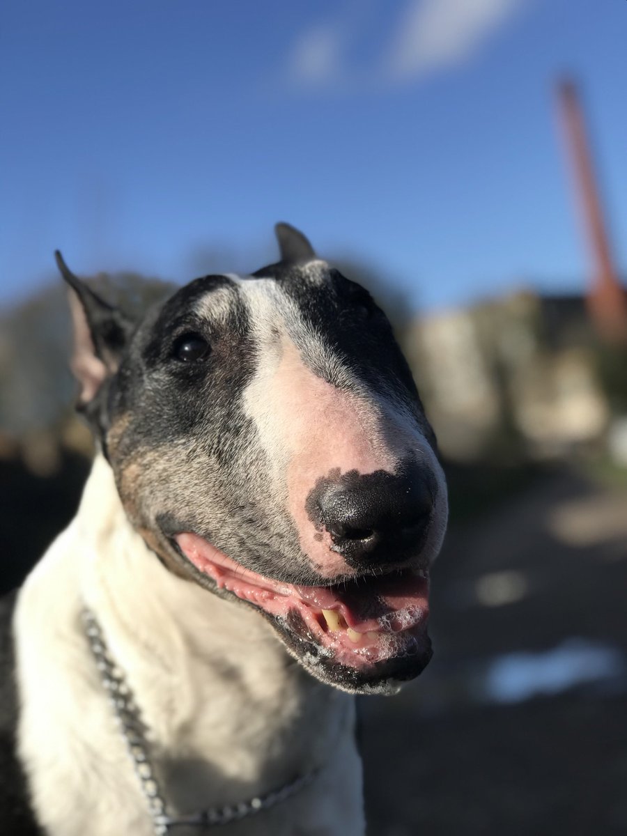 sheilaMol tweet media