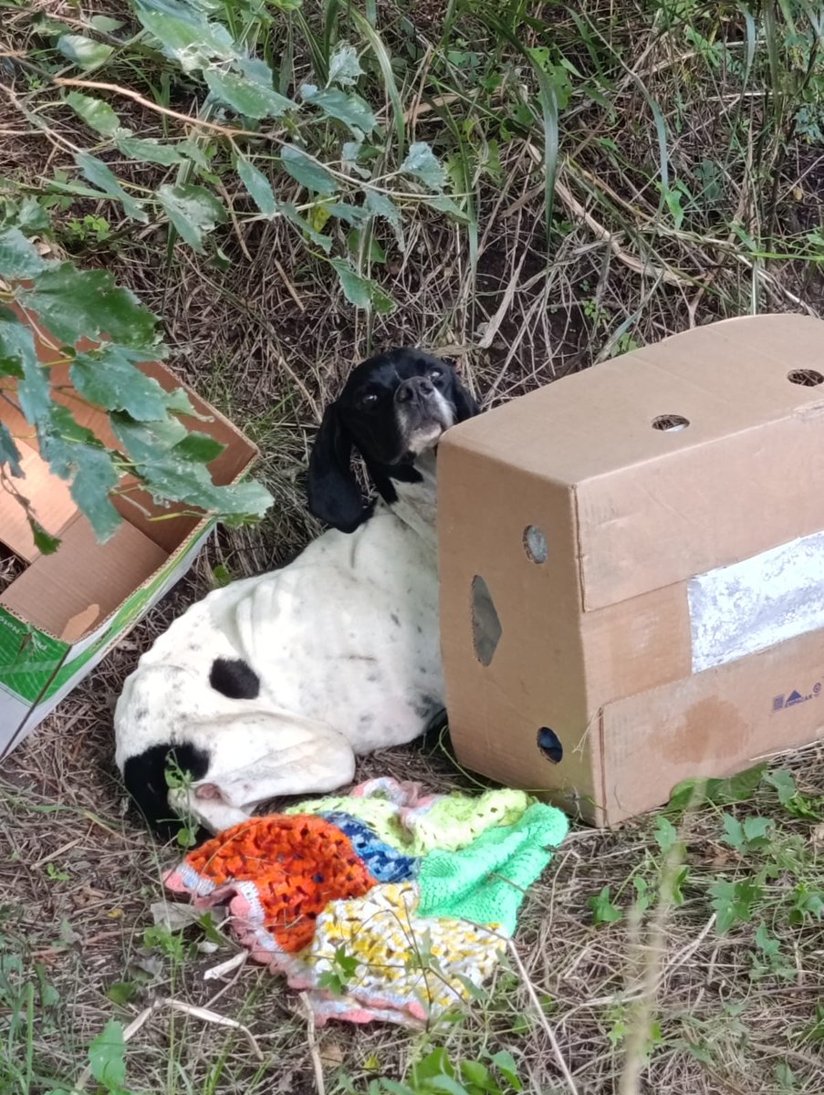 Que se piensa la gente. Que porque abandonan a su perro con cajita y manta es menos peor? En ese estado? Cuando MÁS te necesita? 
Con esta foto nos llegó su pedido de ayuda.. abandonada en un camino rural esta flacucha