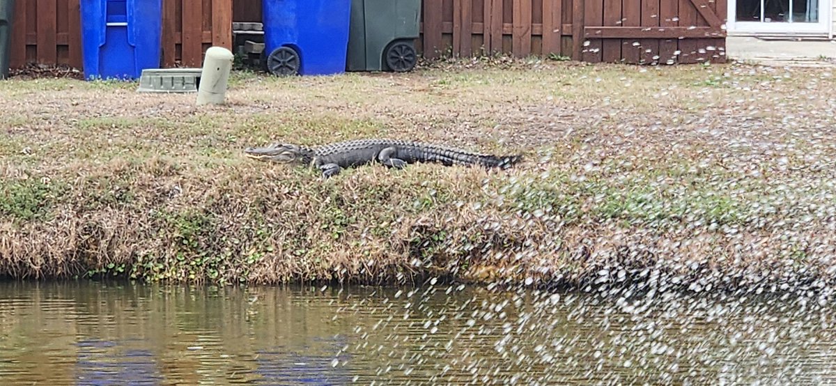 iamcobb42's tweet photo. @tay_lortab Alligator came out today in my neighborhood....too early for that https://t.co/aWtiYb1ufC