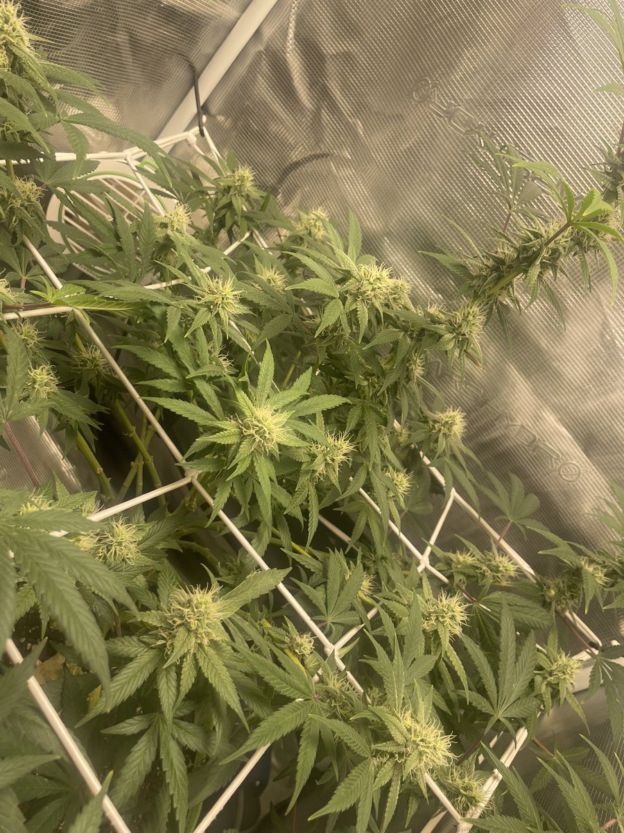 BudzerkaGNG's tweet photo. Think I’m dead set on Thano’s Soda 🥤 with this one ✊💚 been a great experience to me 👏 I’ll be taking some of this to a lab to get tested after harvest 😁
#growyourown #Homegrown #growersofX #breedingproject https://t.co/vYoQMWMDcD