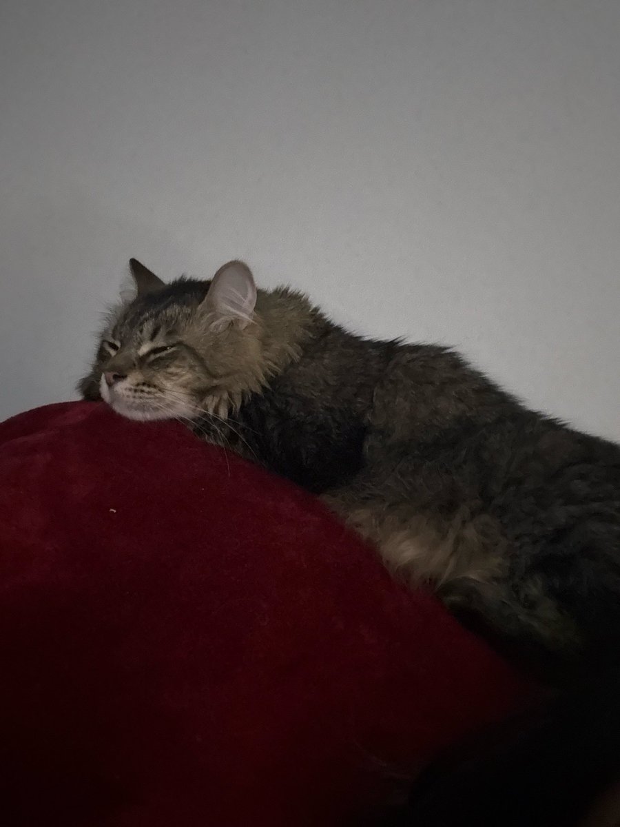 ⋆˖ ࣪⭑ saygrae ⋆˖ ࣪⭑ tweet media