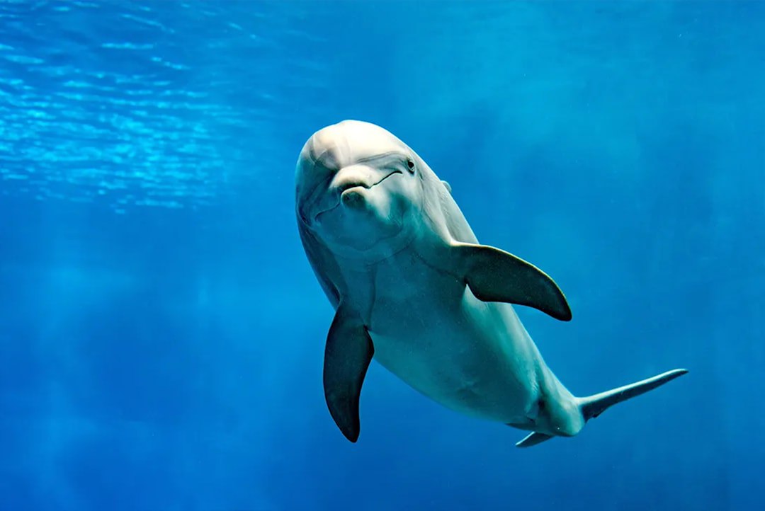 almayadeen_es's tweet photo. 🔴Delfines en peligro: hayan en sus cerebros tóxico presente en móviles
📍La contaminación por residuos electrónicos alcanza a depredadores marinos y enciende las alarmas sobre el consumo desmedido.
✅ Más detalles en: https://t.co/ZmSPh2meUG
#Delfines #contaminacion #toxicos