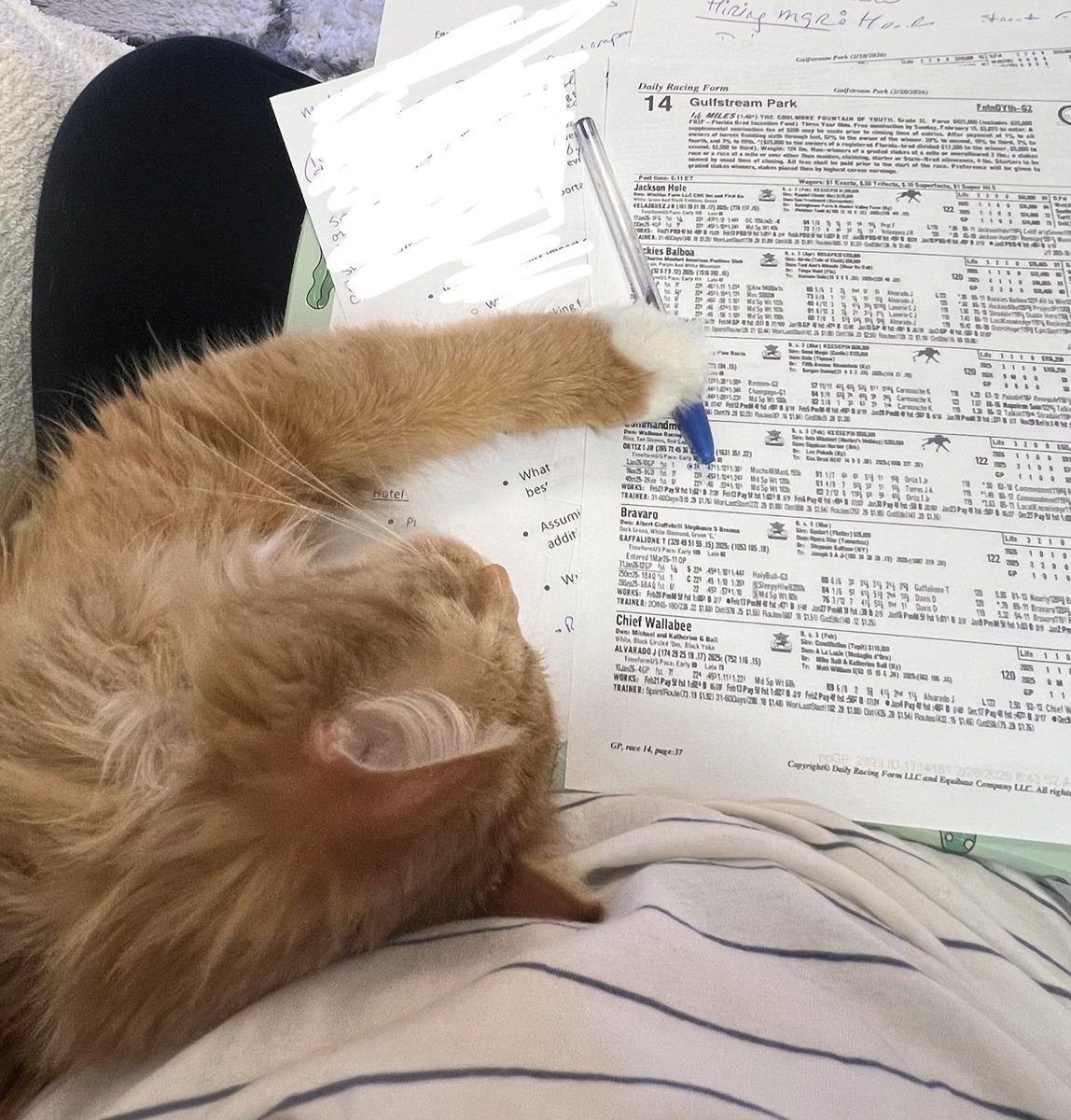 Kimbergoodwin67's tweet photo. Pointless for me to study. I gave my cat (Albert Einstein) a pen and the past performances. He picked #4 Commandment - it won ๐ #smartcat #alberteinstein #Handicapping https://t.co/DWpFRkD6z7