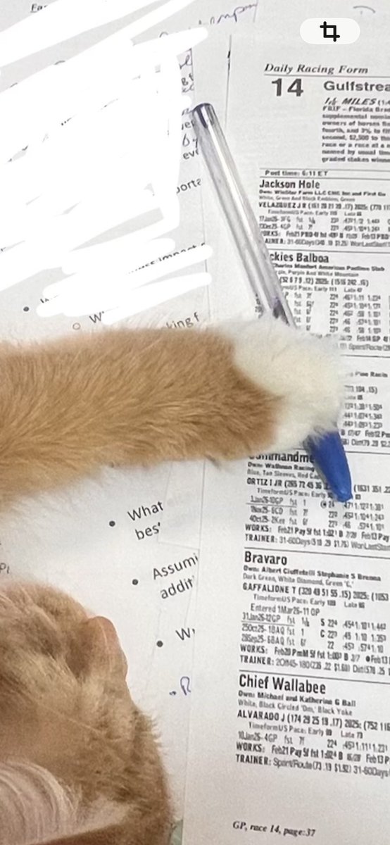 Kimbergoodwin67's tweet photo. Pointless for me to study. I gave my cat (Albert Einstein) a pen and the past performances. He picked #4 Commandment - it won ๐ #smartcat #alberteinstein #Handicapping https://t.co/DWpFRkD6z7
