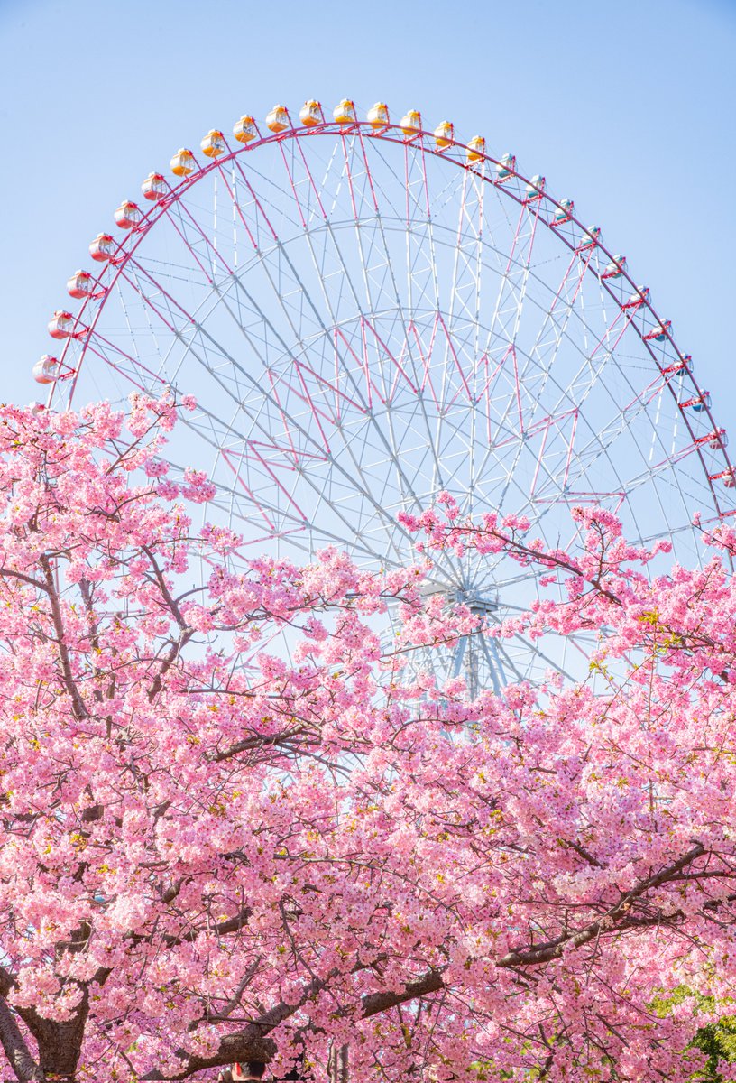 今年も葛西臨海公園の河津桜が満開になりました🌸