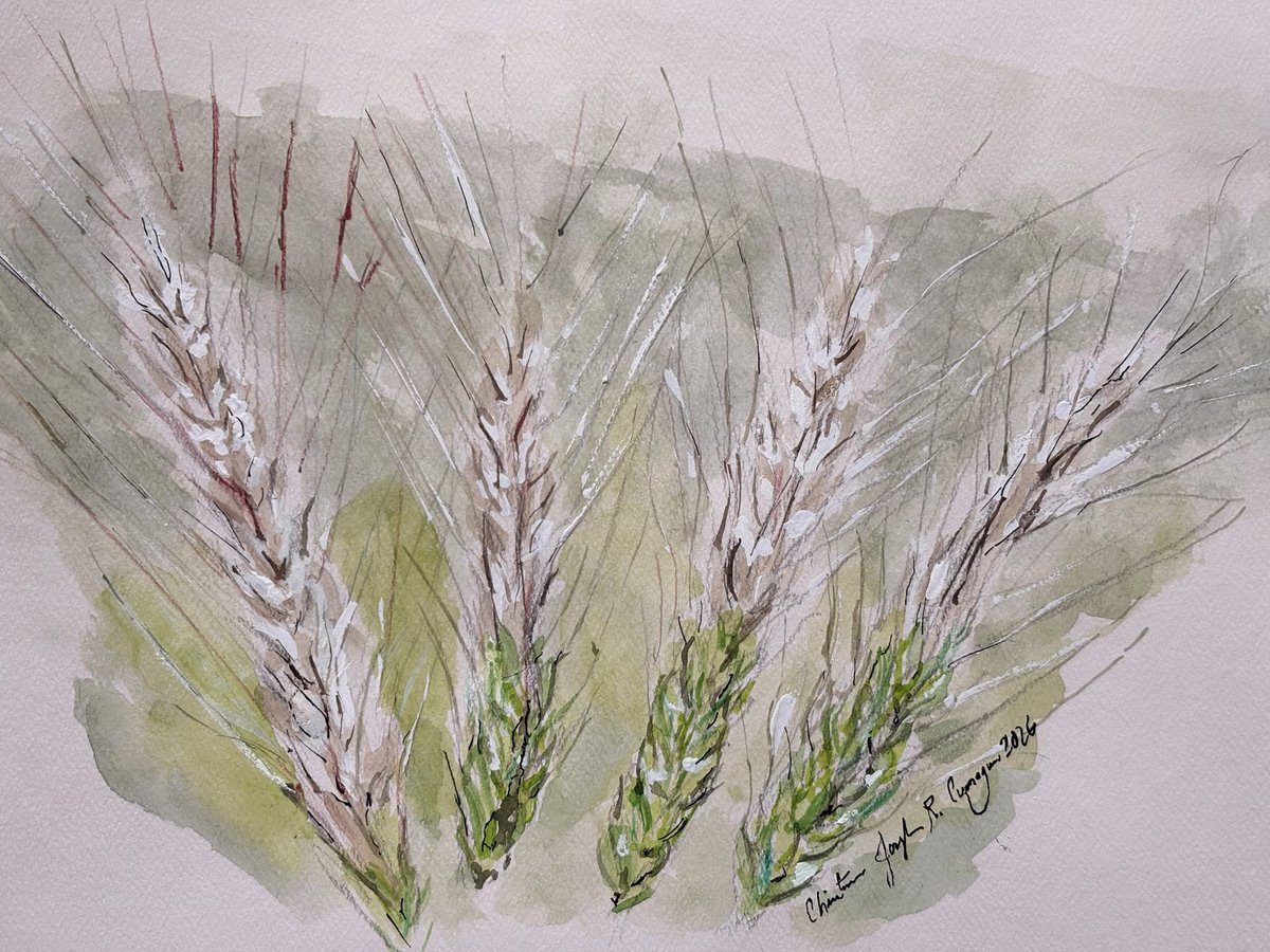 CCumagun's tweet photo. Wheat Blast - a pandemic disease. First identified in Brazil in 1985, it has spread across South America, South Asia, and Africa, imperiling global food security by causing up to 100% crop loss within days. We elucidated the pathogen evolution in Inoue et al. (2017) in Science. https://t.co/u7rbJdRTH4