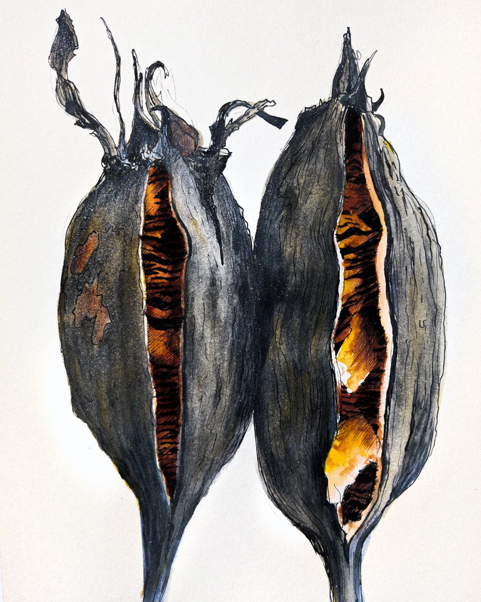 GadekMichal's tweet photo. Ink and watercolor, 24x34cm 

#ArtistOnTwitter #traditionalart #INK #watercolor https://t.co/gJJ6SBEncX