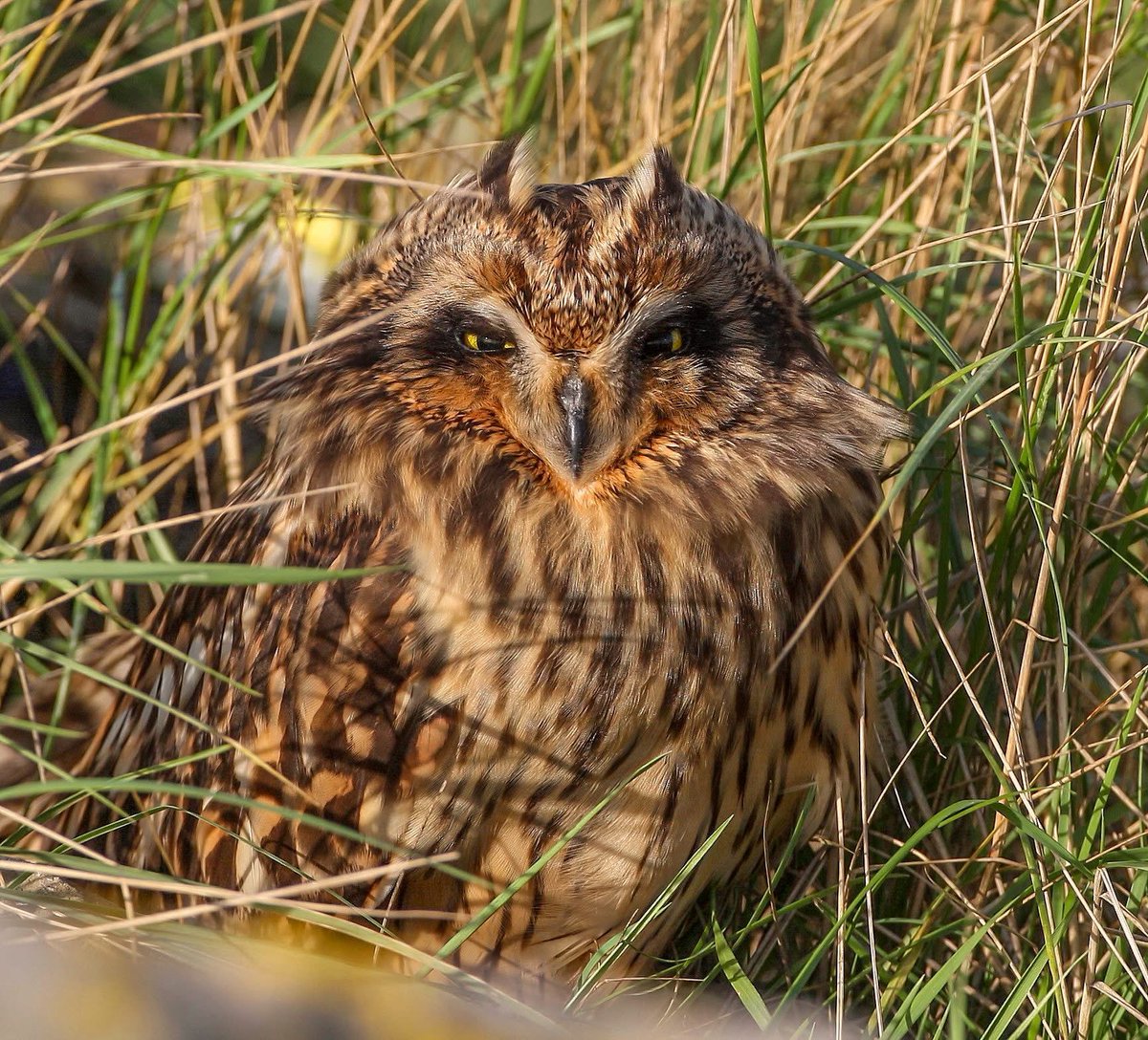 Raging Bull tweet media