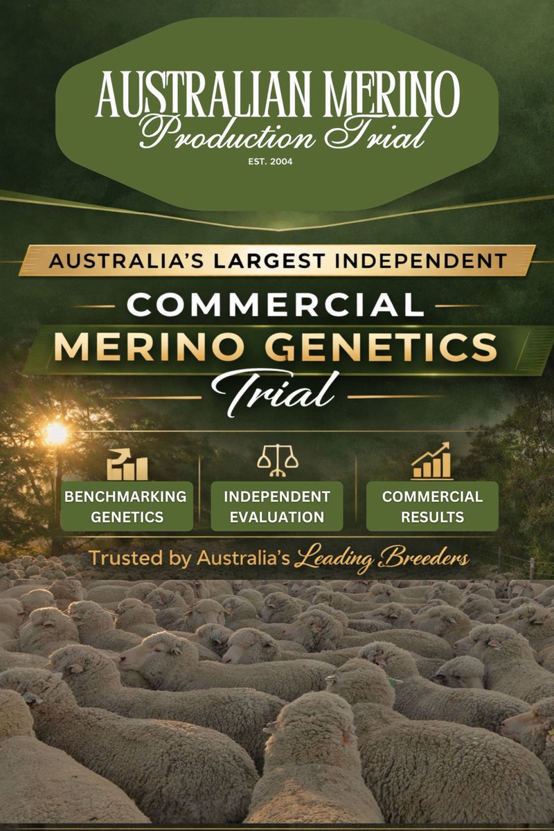 Australian Merino Production Trial 2025 to 2027 tweet media