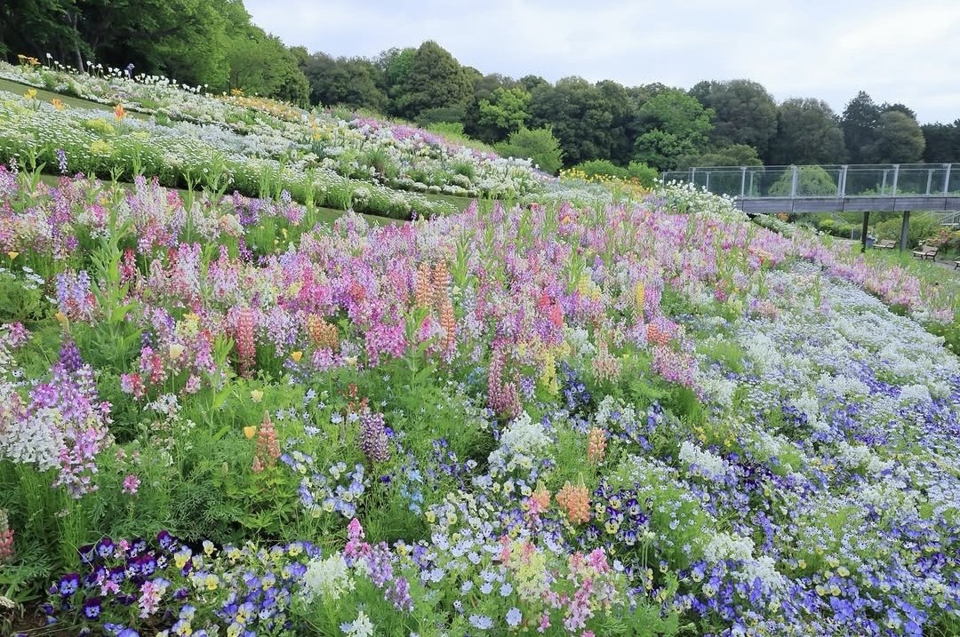 __yuaxxyua's tweet photo. 今年こそ絶対行きたい横浜の里山ガーデン🌷可愛すぎるのに入場無料なのがすごすぎる。今年のオープン日の発表が待ち遠しい…🥺🌼 https://t.co/FTfVNa0Kp2